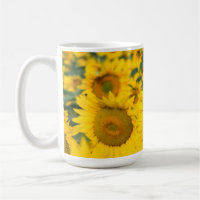 Champ jaune de tournesols photo