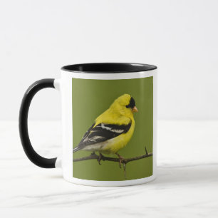 Mug Chardonneret jaune mâle en plumage nuptial,