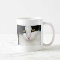 Chat avec les yeux d'or