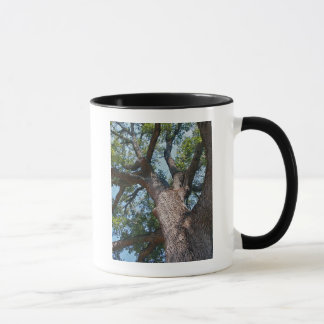 Mug Chêne puissant