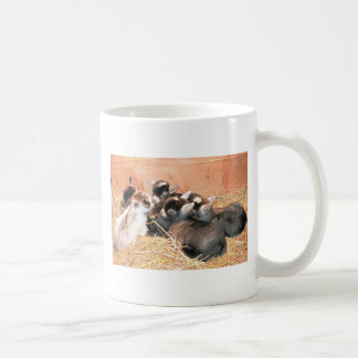 Mug Chèvre pygméenne