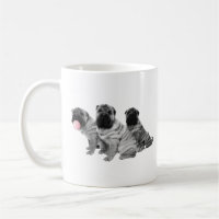 Chiots chinois Shar Pei noir blanc bulle gomme