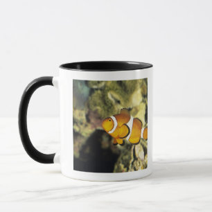 Mug Clownfish communs (ocellaris d'Amphiprion),