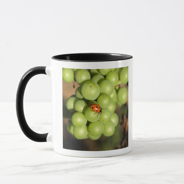 Mug Coccinelle en gros plan sur des raisins verts Pino (Gauche)