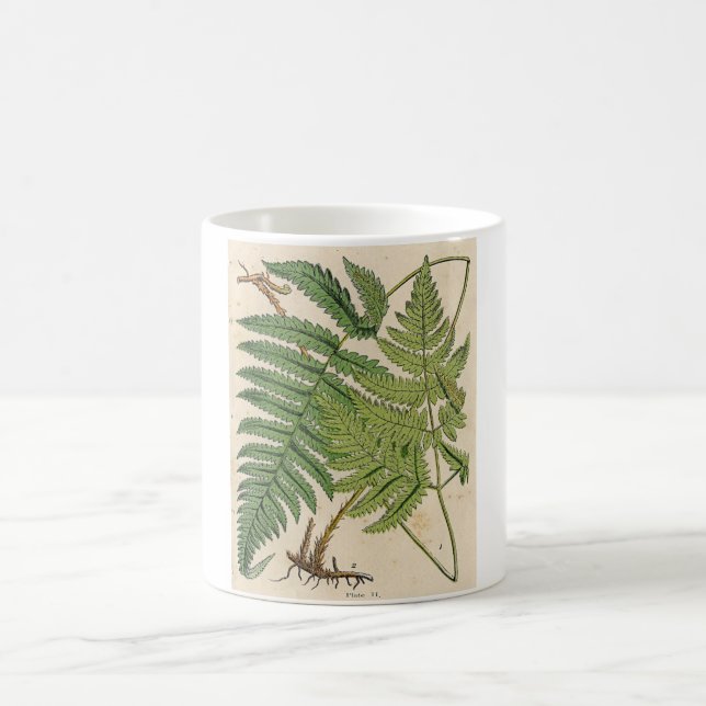 Mug Copie botanique vintage - fougères (Centre)