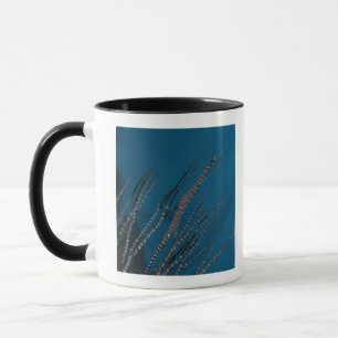 Mug Crevette d'aiguille (armatum de Tozeuma)