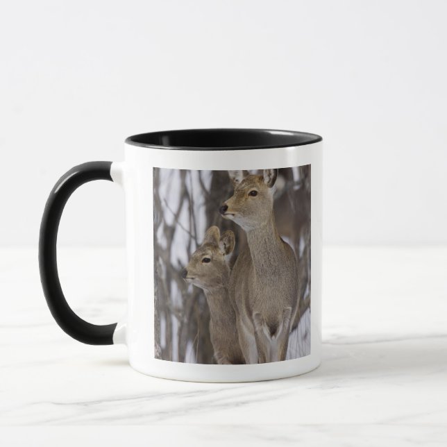 Mug Daine de cerfs communs de Sika et jeune, Hokkaido, (Gauche)