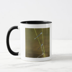Mug Damselflies de accouplement