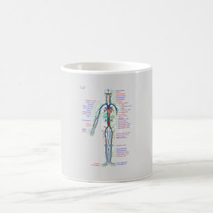 MUG Diagram Human Circulatory System Arteries 