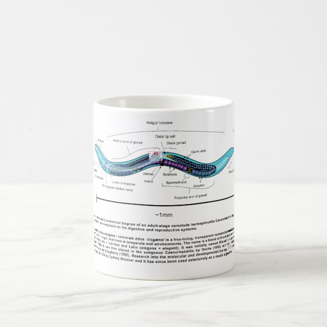 Mug Diagramme de Caenorhabditis elegans d'ascaride (Centre)