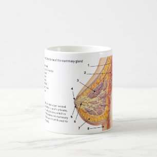 Mug Diagramme de section transversale de l'argile mamm