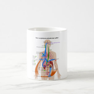 Mug Diagramme de système (RAS) de rénine-angiotensine