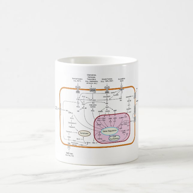 Mug Diagramme des voies de transduction du signal du g (Centre)