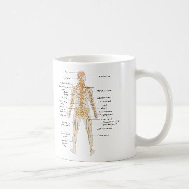Mug Diagramme du système nerveux du corps humain (Droite)