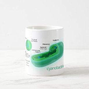 Mug Diagramme d'une cellule typique de Cyanobacteria