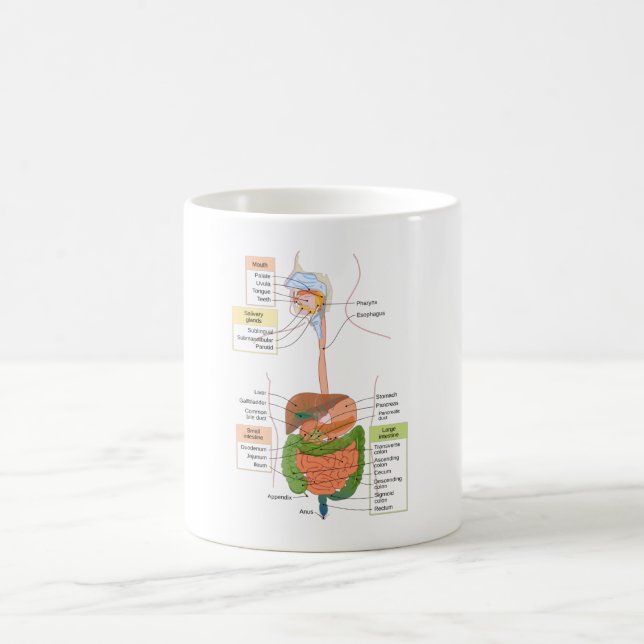Mug Diagramme Système digestif gastro-intestinal humai (Centre)