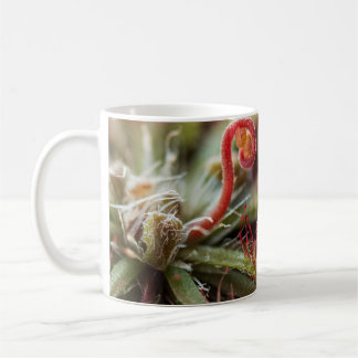 Mug Drosera Capillaris