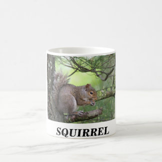 MUG ÉCUREUIL DANS LE PIN MANGEANT L'ÉCROU