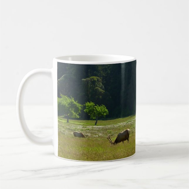 Mug Elk Meadow at Redwood National Park (Gauche)