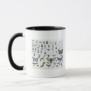 Mug Entomologie