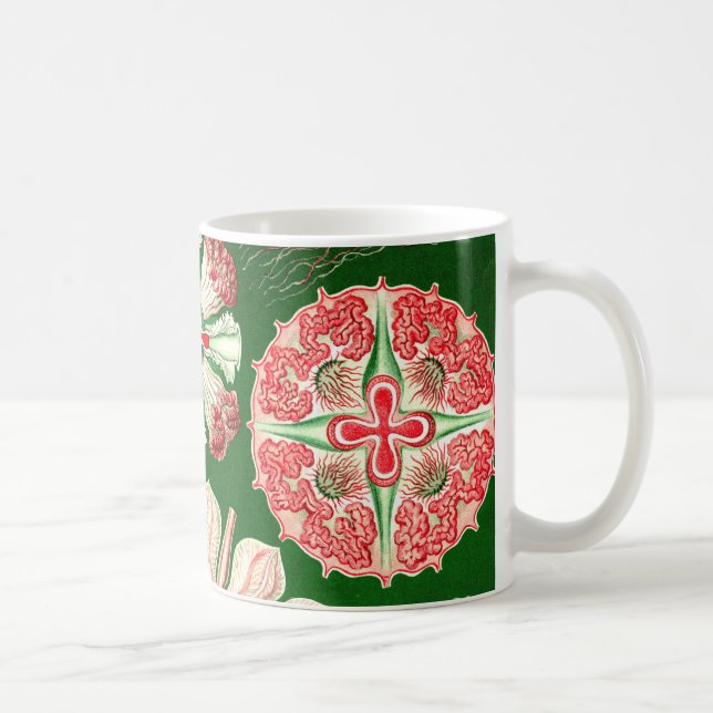Mug Ernst Haeckel Discomedusae (Aurelia) (Droite)
