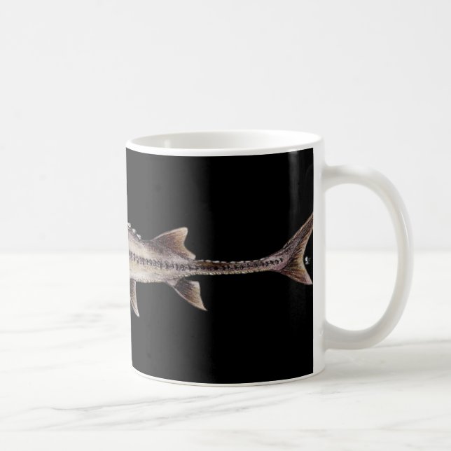 Mug Esturgeon pâlot - albus de Scaphirhynchus (Droite)