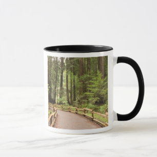 Mug États-Unis, Californie, comté de Marin, Muir Woods
