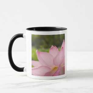 Mug États-Unis, DC, Washington, Kenilworth Aquatic 2