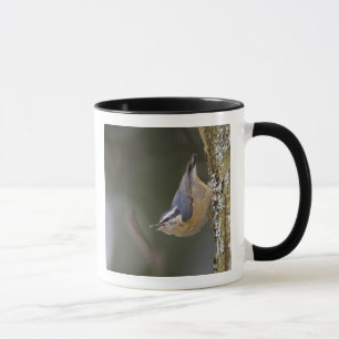 Mug États-Unis, État de Washington, Red Brested Nuthat