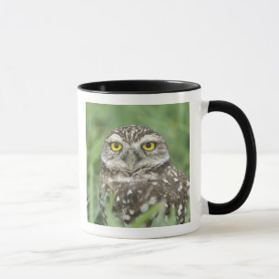Mug États-Unis, Floride, Cape Coral, Chevêche des terr