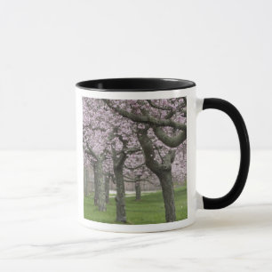 Mug États-Unis, New York, East Hampton. Cerisiers en