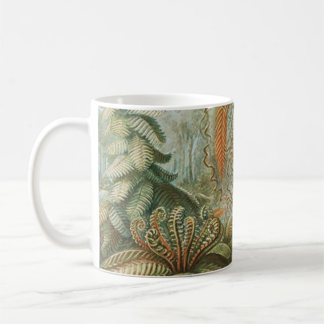 Mug Ferns, Filicinae Laubfarne par Ernst Haeckel (Gauche)