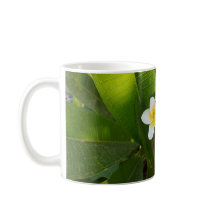 Fleurs Frangipani parfumées