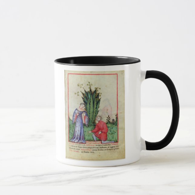 Mug Fruit de mandragore, from Tacuinum Sanitatis (Droite)