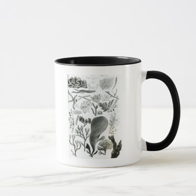 Mug Fucus de Conferra (Droite)