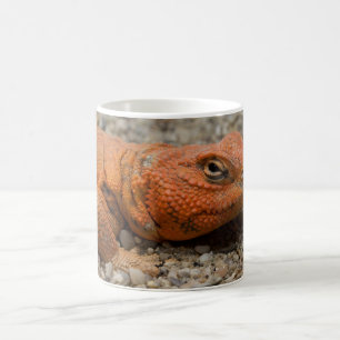 Mug Géyri d'Uromastyx