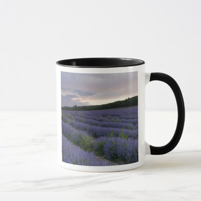 Mug Gisement de lavande au coucher du soleil (Droite)
