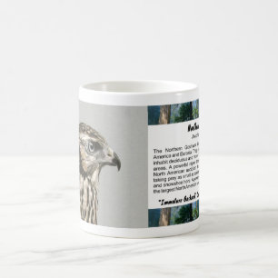 Mug Goshawk immature