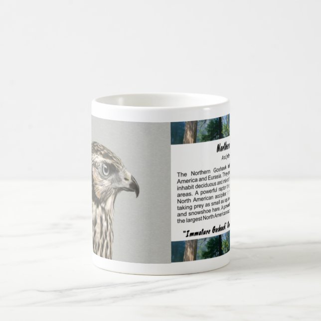 Mug Goshawk immature (Centre)