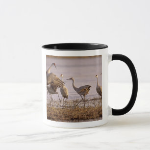 Mug Granes de Sandhill Grus canadensis) Platte