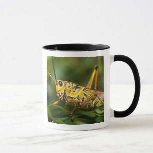 Mug Grasshopper, Parc national des Everglades, Floride