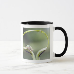 Mug Grenouille sur la tige de plante, Biei, Hokkaido,