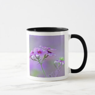 Mug Gros plan sur Phlox de Drummond, Phlox drummondi,