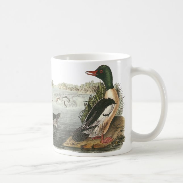 Mug Harle commun, John Audubon (Droite)