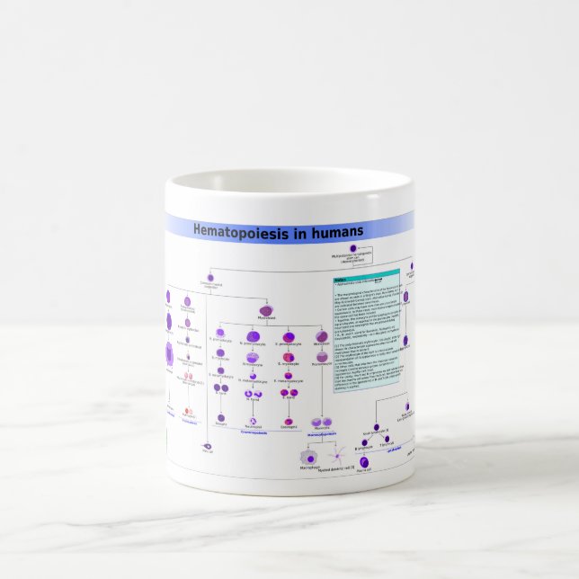 Mug Hématopoïèse du diagramme chez l'humain Cellules s (Centre)