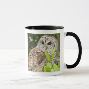 Mug Hibou barré