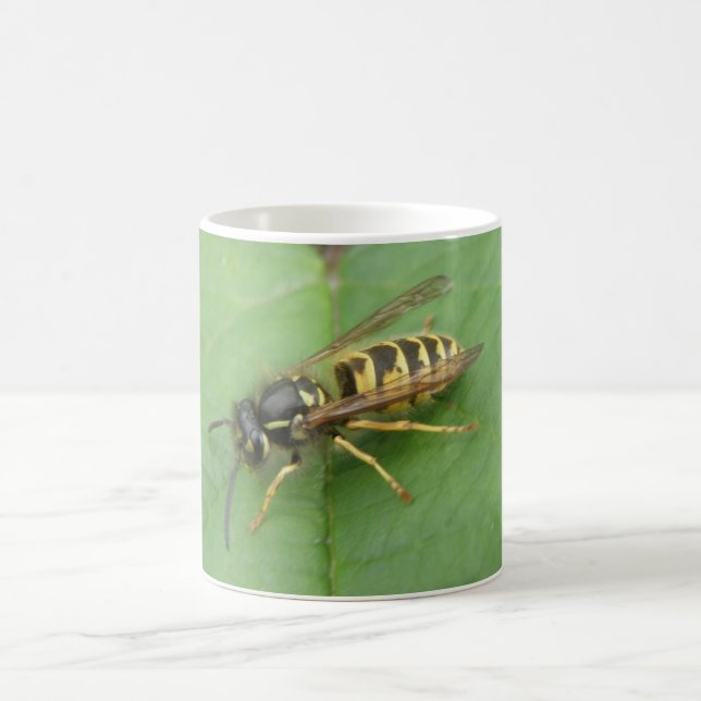 Mug Hoverfly sur une boule de feuilles (Centre)