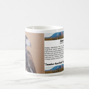 Mug Immature Harris Hawk