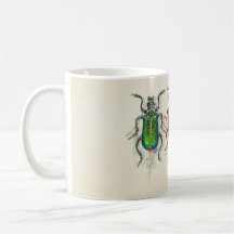 Insectes