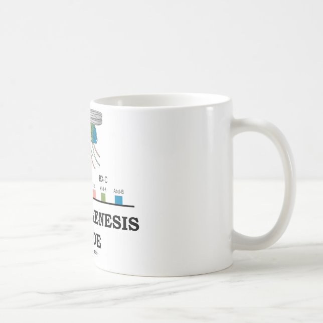 Mug Intérieur de morphogénèse (gènes de drosophile de (Droite)